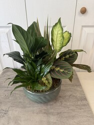 Ceramic Dish Garden 8 Inch from Aladdin's Floral in Idaho Falls
